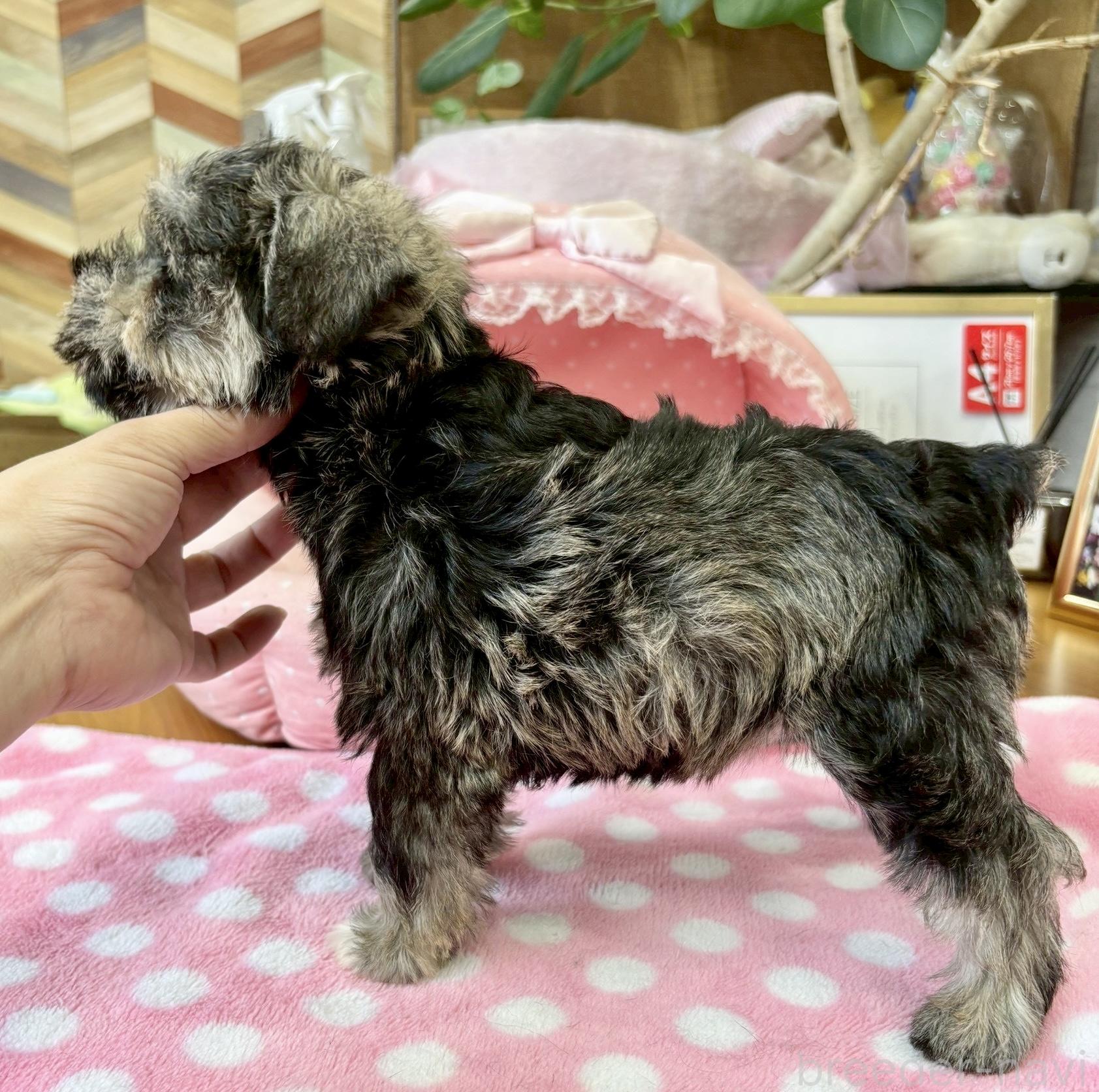 販売中の大阪府のミニチュアシュナウザー-398760の9枚目