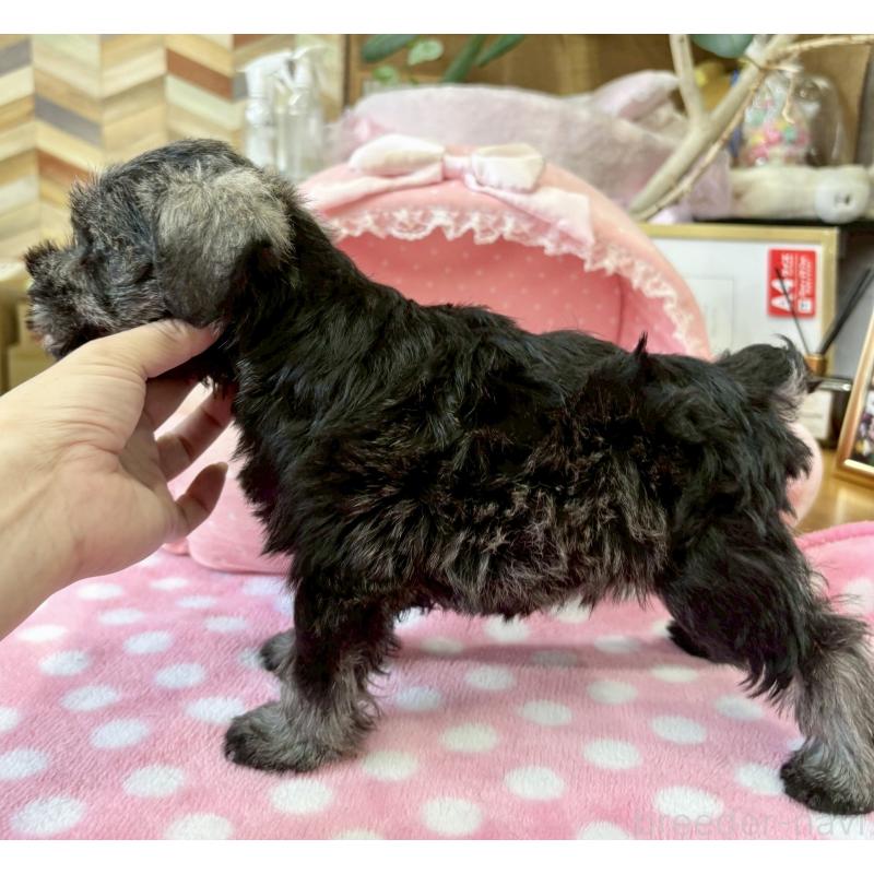 販売中の大阪府のミニチュアシュナウザー-398764の9枚目