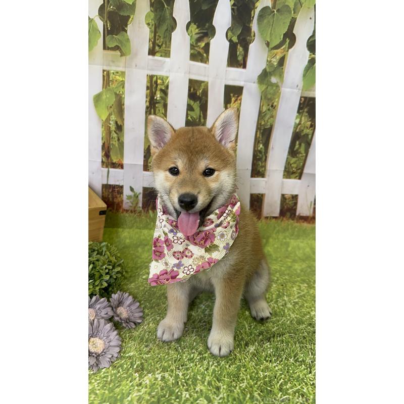 成約済の北海道の柴犬-396093の6枚目