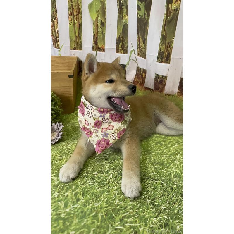成約済の北海道の柴犬-396093の5枚目
