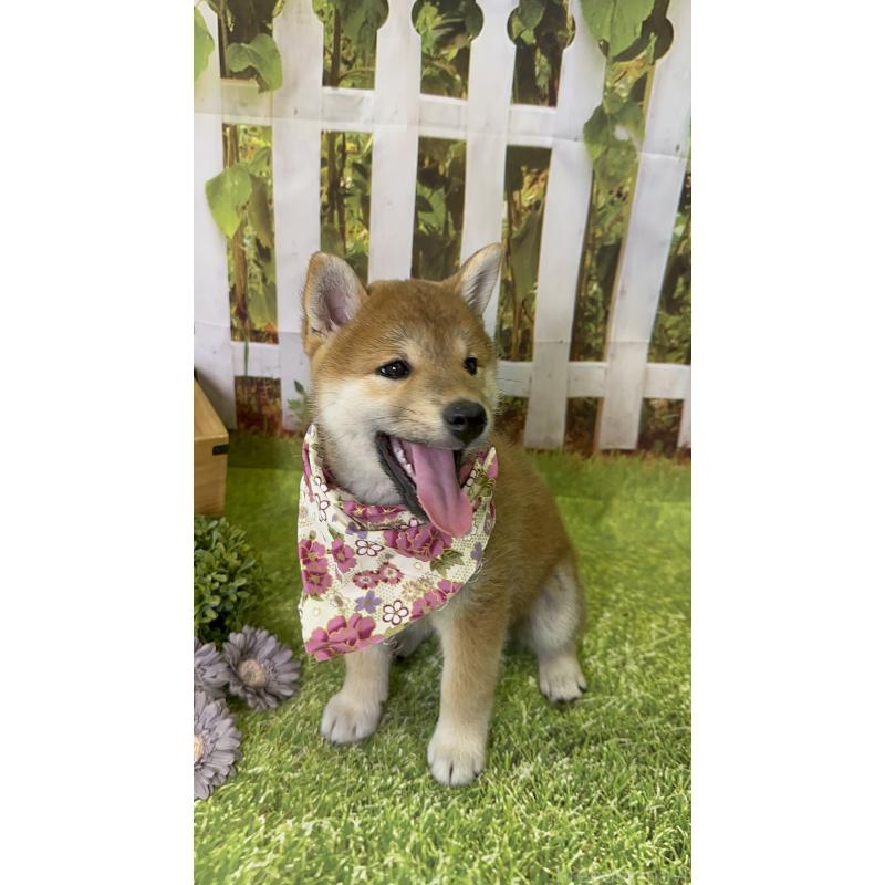 成約済の北海道の柴犬-396093の4枚目
