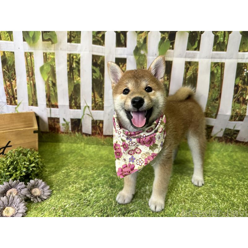 成約済の北海道の柴犬-396093の3枚目