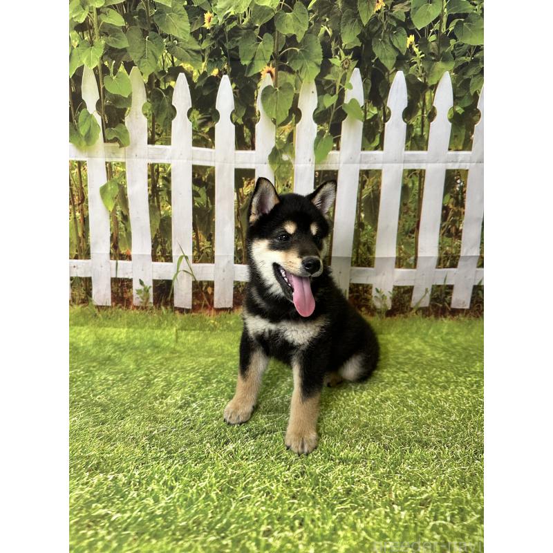 成約済の北海道の柴犬-396099の8枚目