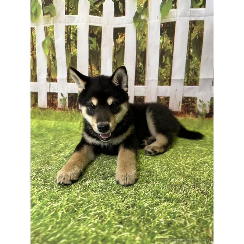 成約済の北海道の柴犬-396099の6枚目