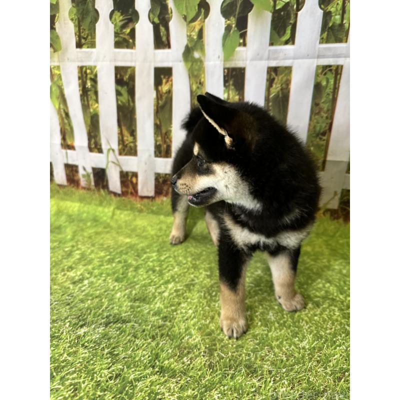 成約済の北海道の柴犬-396099の4枚目