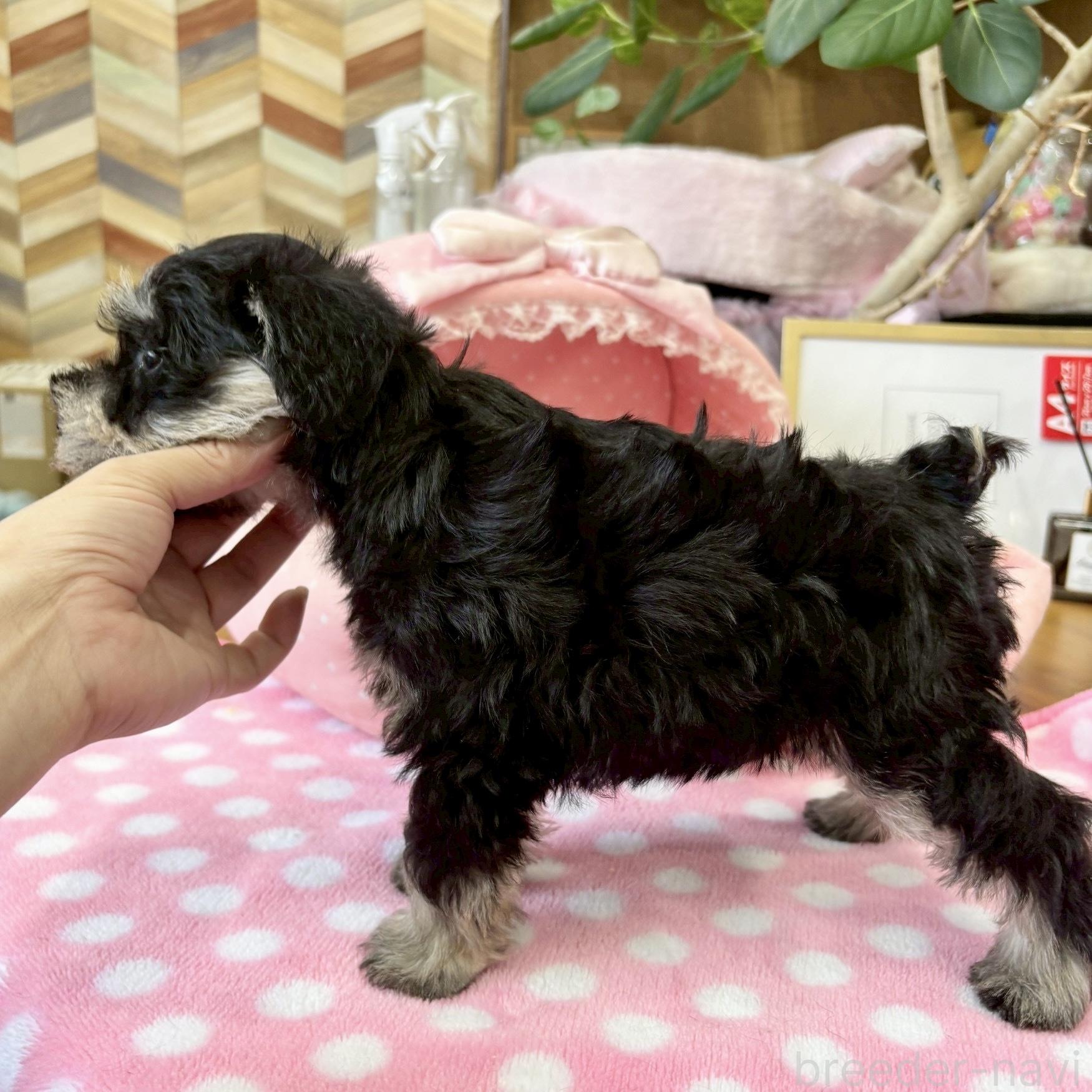 販売中の大阪府のミニチュアシュナウザー-398766の8枚目