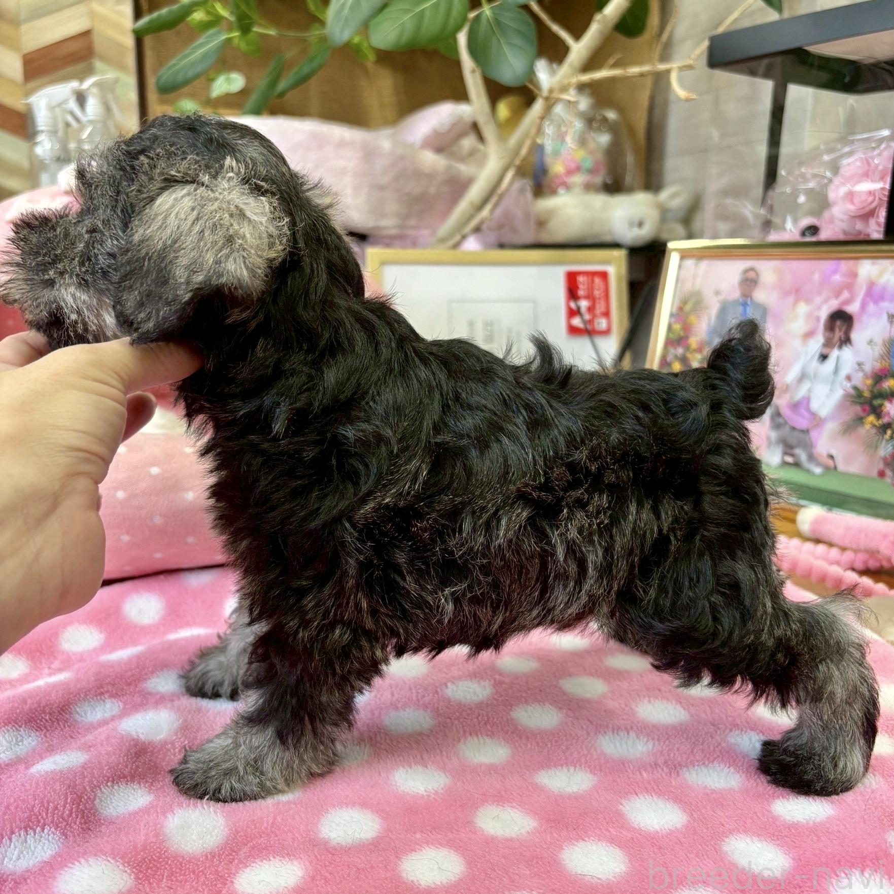 販売中の大阪府のミニチュアシュナウザー-398768の9枚目