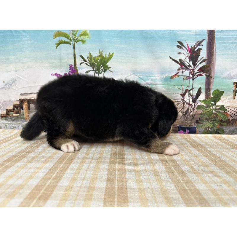 販売中の千葉県のバーニーズマウンテンドッグ-398780の6枚目