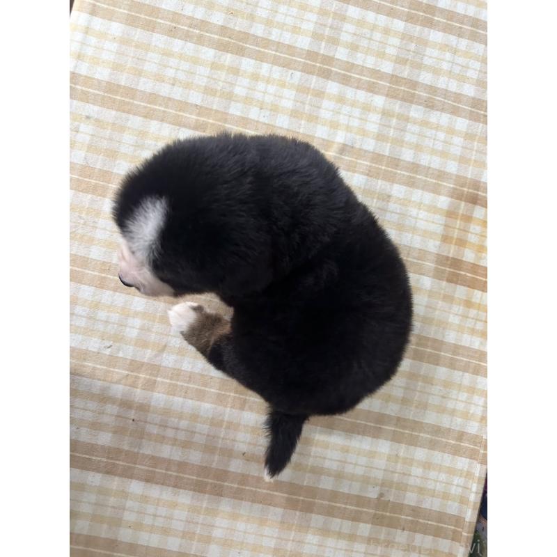 販売中の千葉県のバーニーズマウンテンドッグ-398781の2枚目