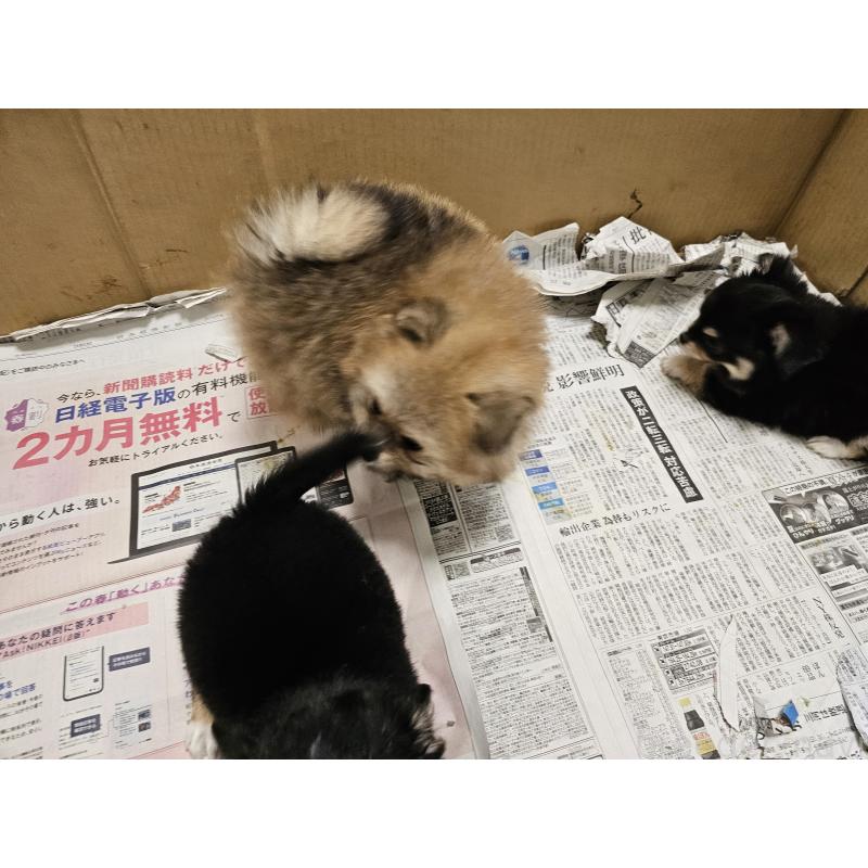 販売中の愛知県のポメラニアン-398785の7枚目