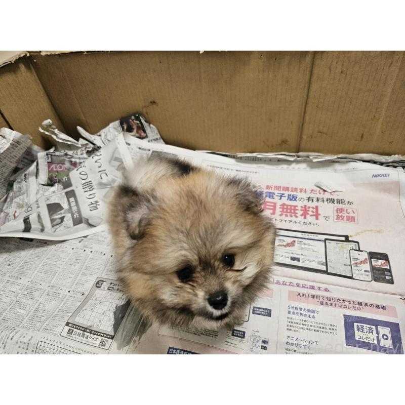 販売中の愛知県のポメラニアン-398785の6枚目
