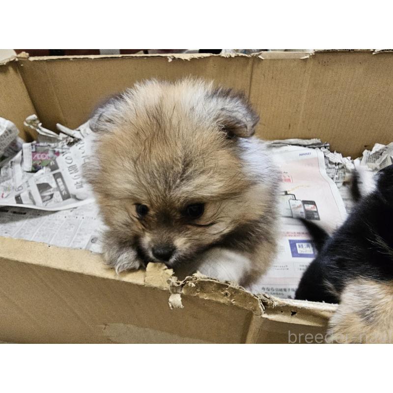 販売中の愛知県のポメラニアン-398785の5枚目