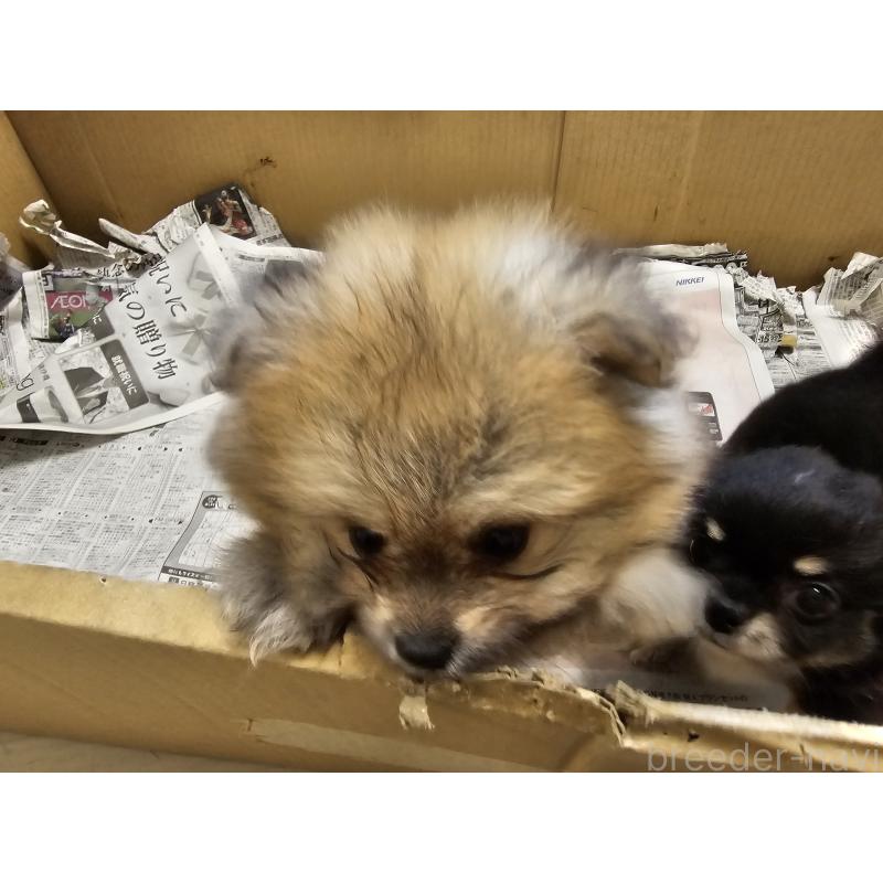 販売中の愛知県のポメラニアン-398785の4枚目