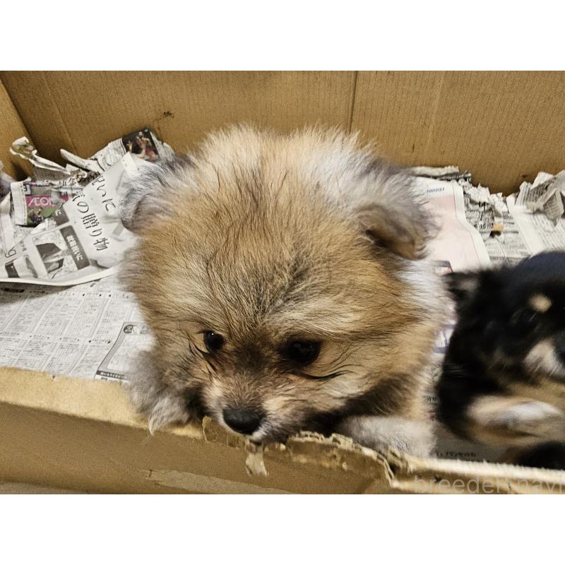 販売中の愛知県のポメラニアン-398785の3枚目