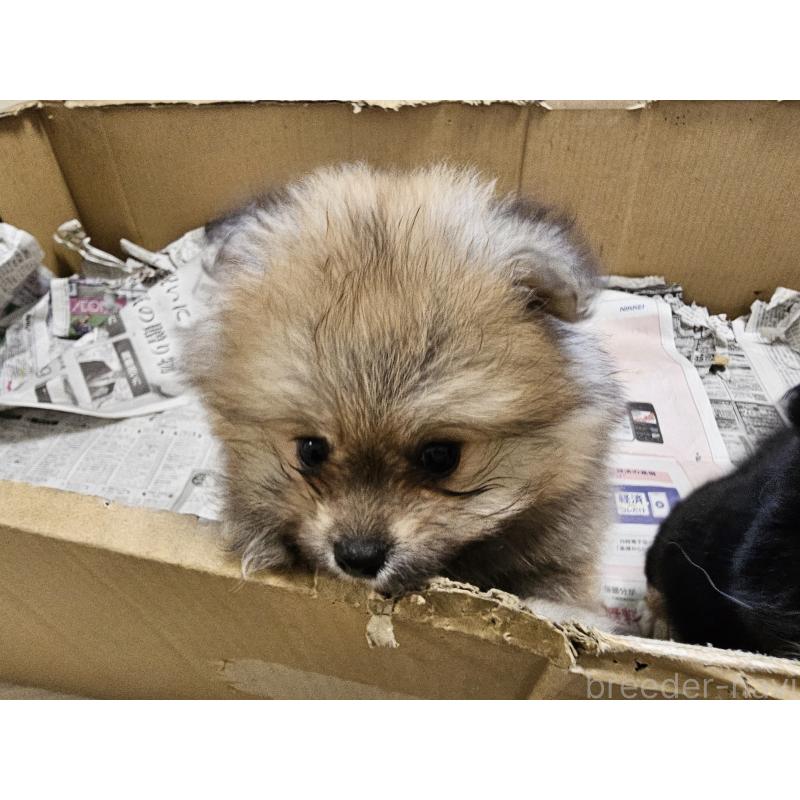 販売中の愛知県のポメラニアン-398785の2枚目