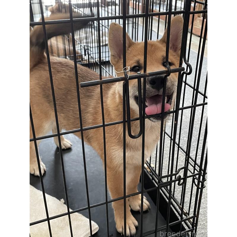 成約済の大阪府の柴犬-390817の4枚目