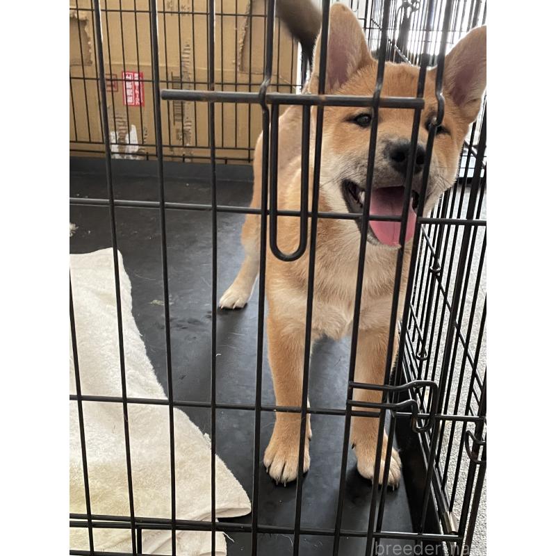 成約済の大阪府の柴犬-390817の2枚目