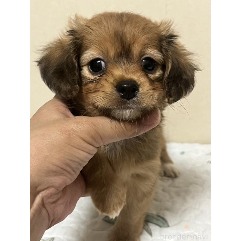 販売中の神奈川県のチワックス:チワワ×ミニチュアダックスフンド-398792