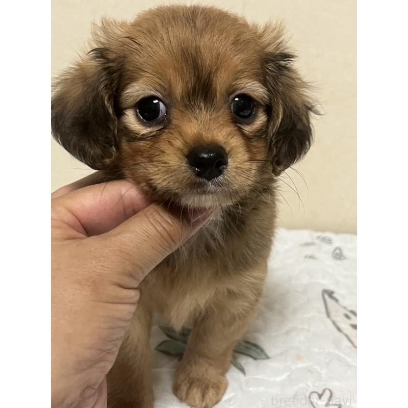 販売中の神奈川県のチワックス:チワワ×ミニチュアダックスフンド-398792の4枚目