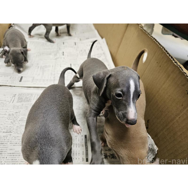 販売中の愛知県のイタリアングレーハウンド(イタグレ)-398795の2枚目