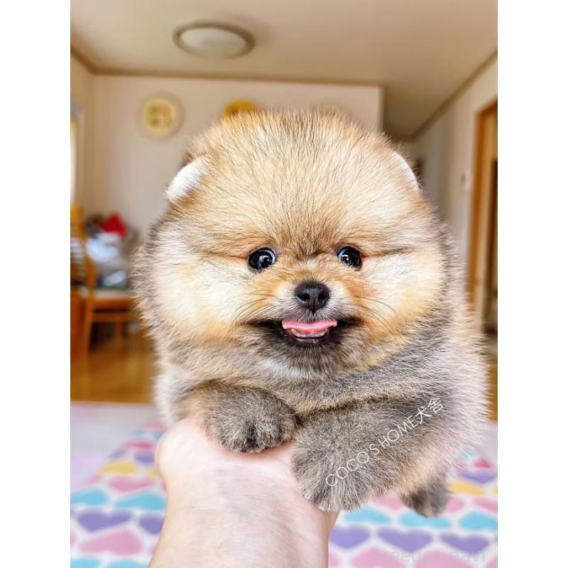 販売中の岐阜県のポメラニアン-398796の1枚目