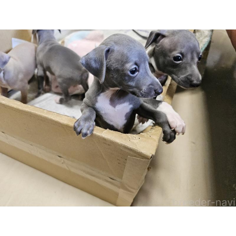 販売中の愛知県のイタリアングレーハウンド(イタグレ)-398797の4枚目