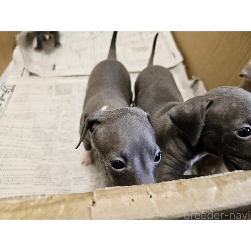 販売中の愛知県のイタリアングレーハウンド(イタグレ)-398799の6枚目