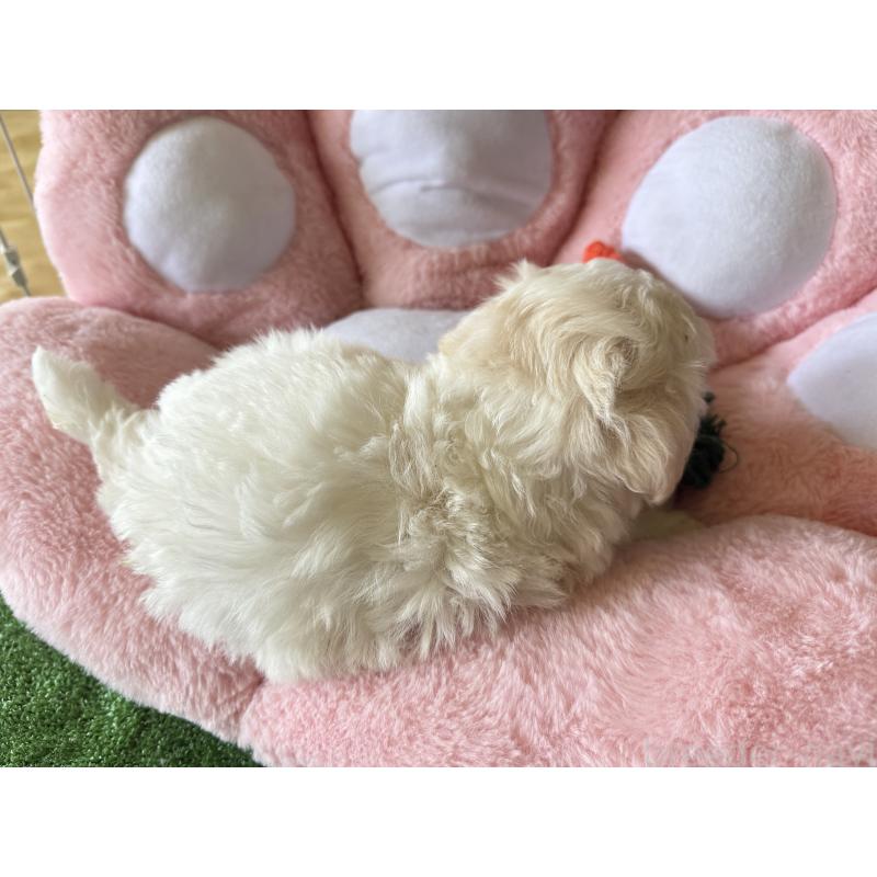 販売中の岐阜県のマルプー:マルチーズ×トイプードル-398800の2枚目
