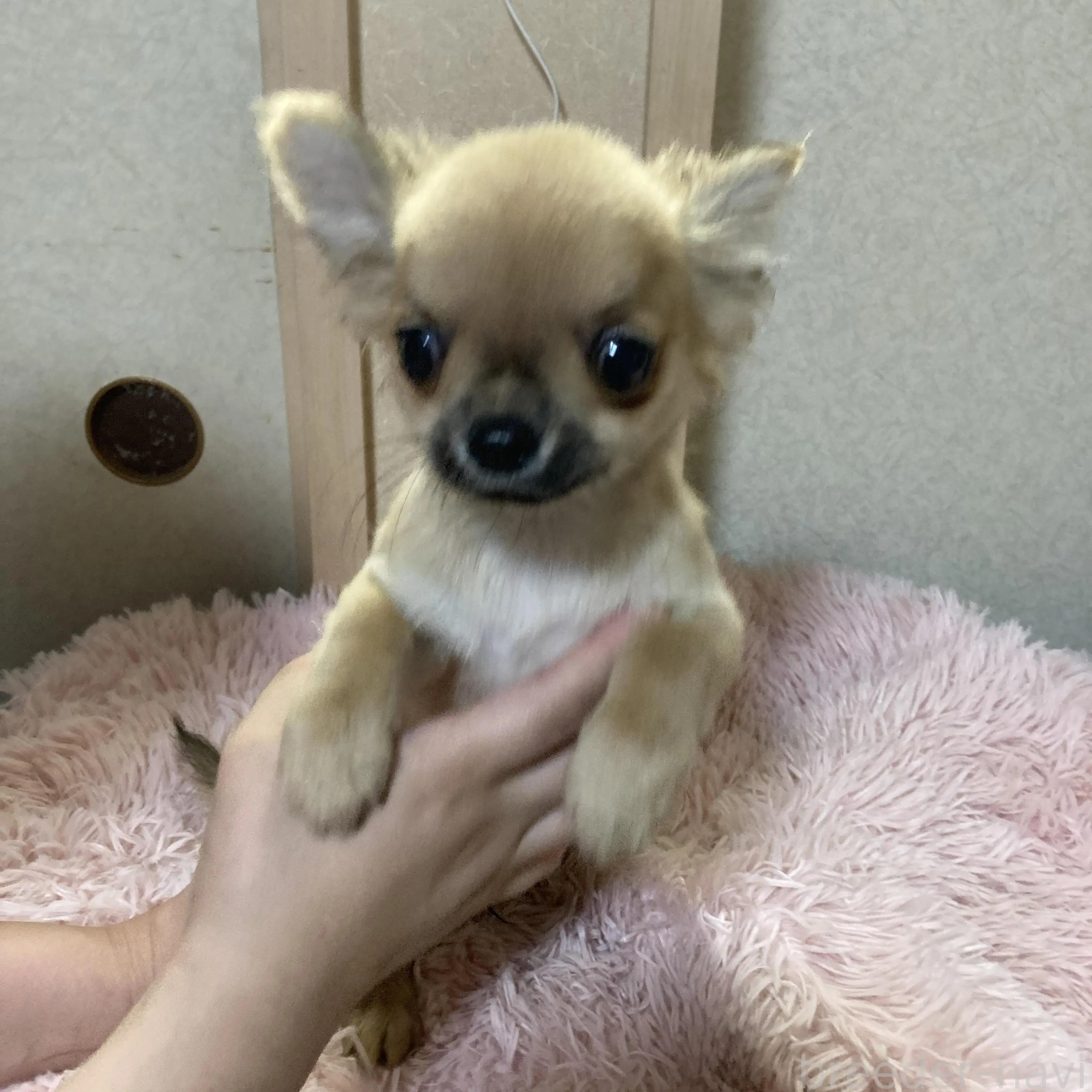 販売中の千葉県のチワワ(ロングコート)-398787の1枚目