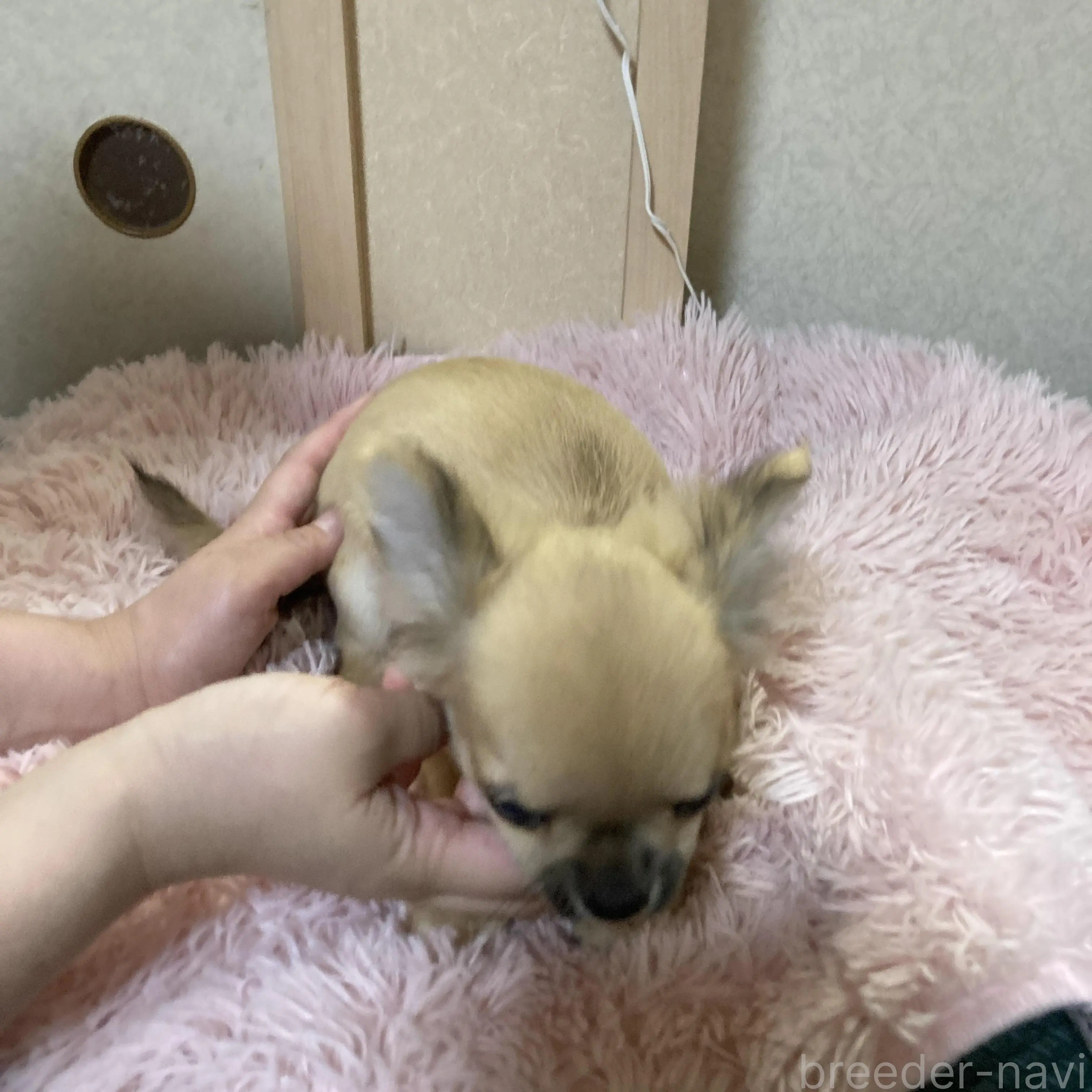 販売中の千葉県のチワワ(ロングコート)-398787の38枚目