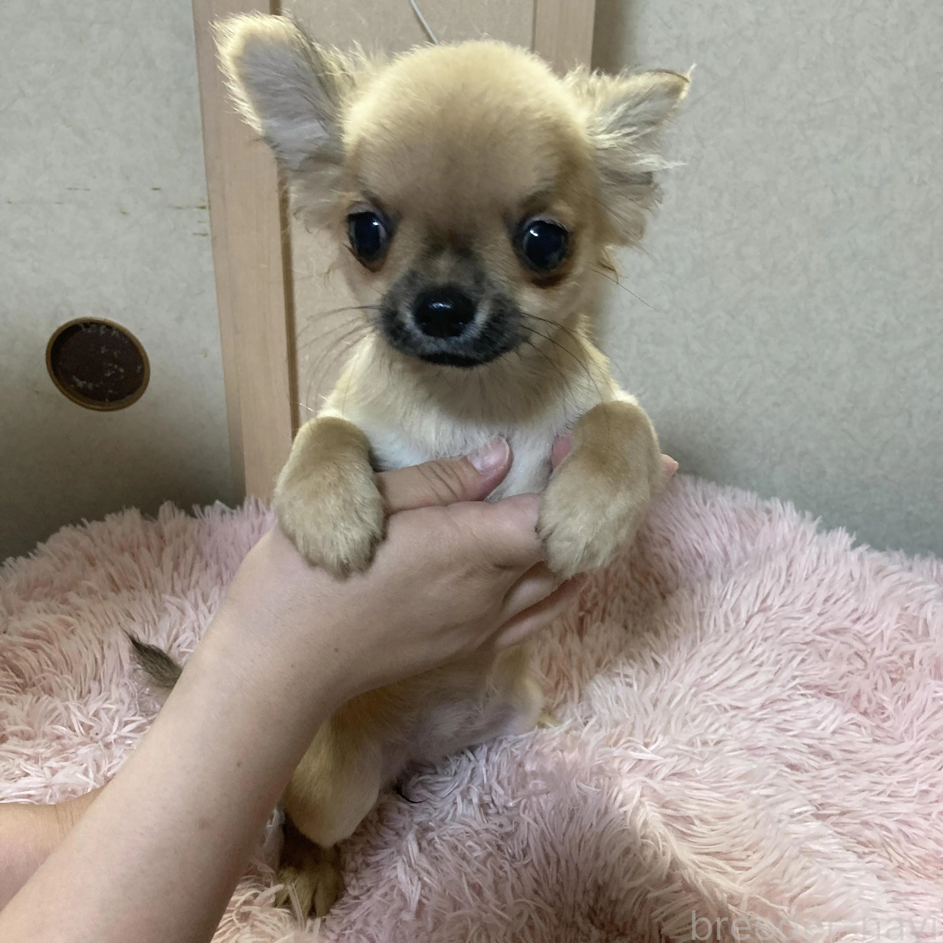 販売中の千葉県のチワワ(ロングコート)-398787の37枚目