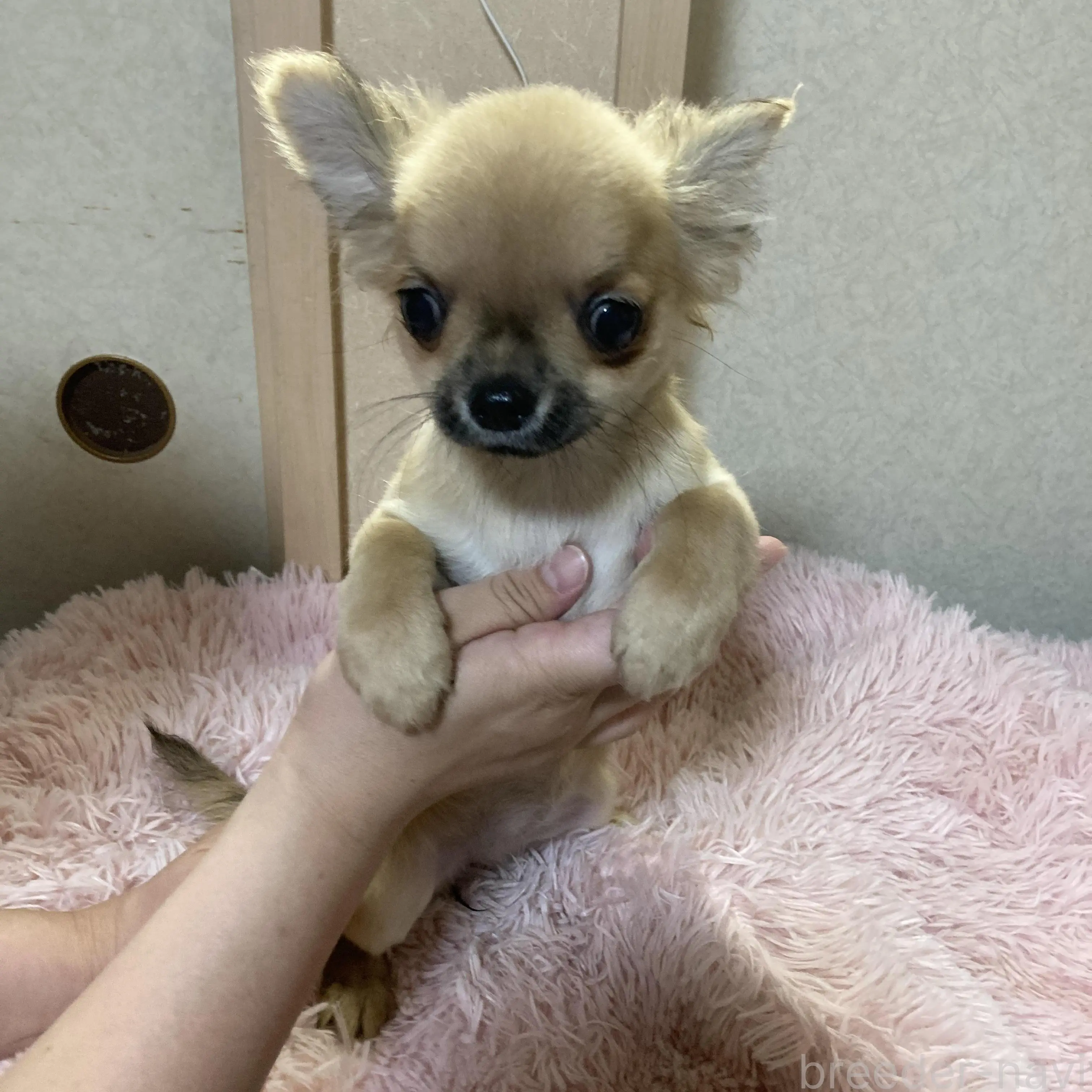 販売中の千葉県のチワワ(ロングコート)-398787の36枚目
