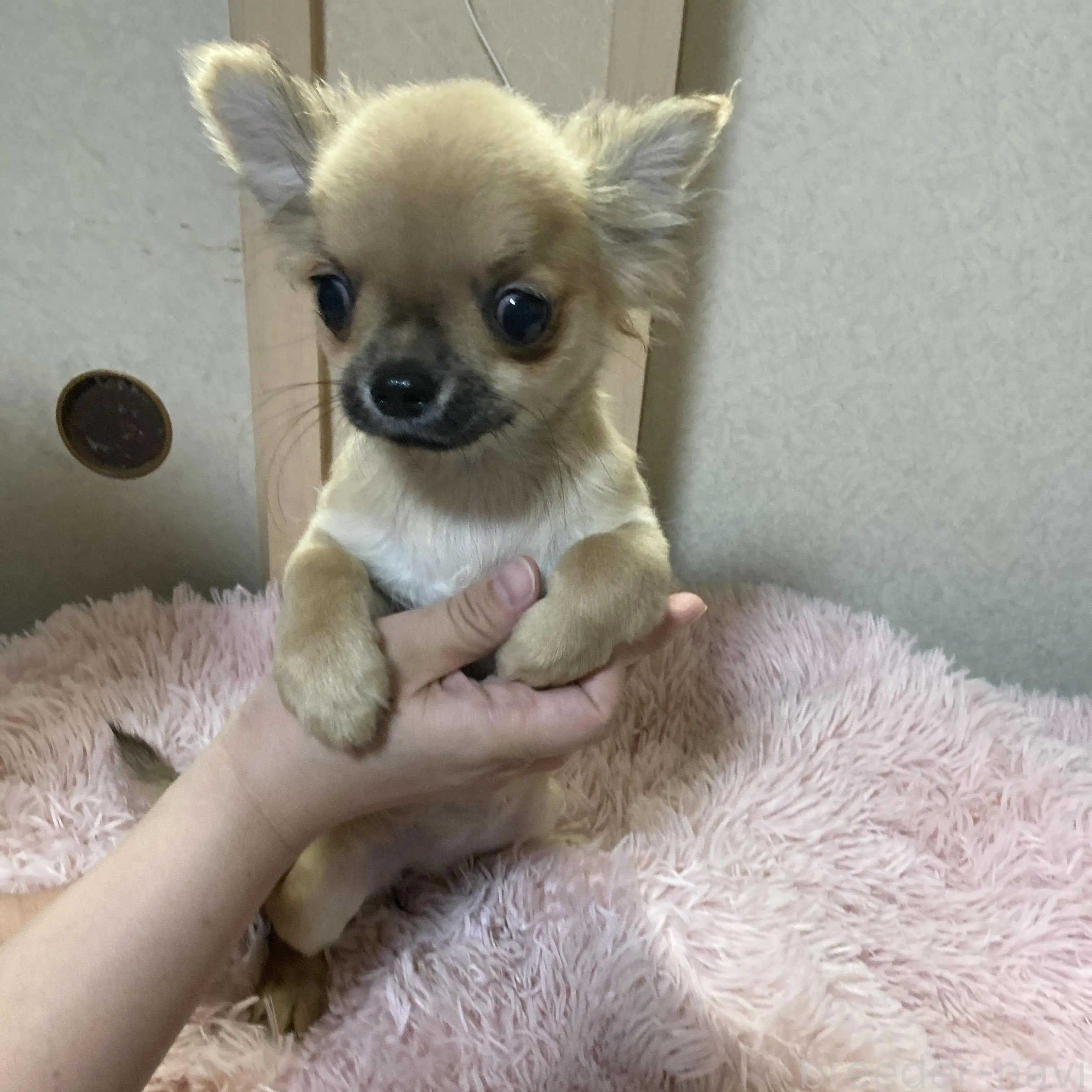 販売中の千葉県のチワワ(ロングコート)-398787の35枚目
