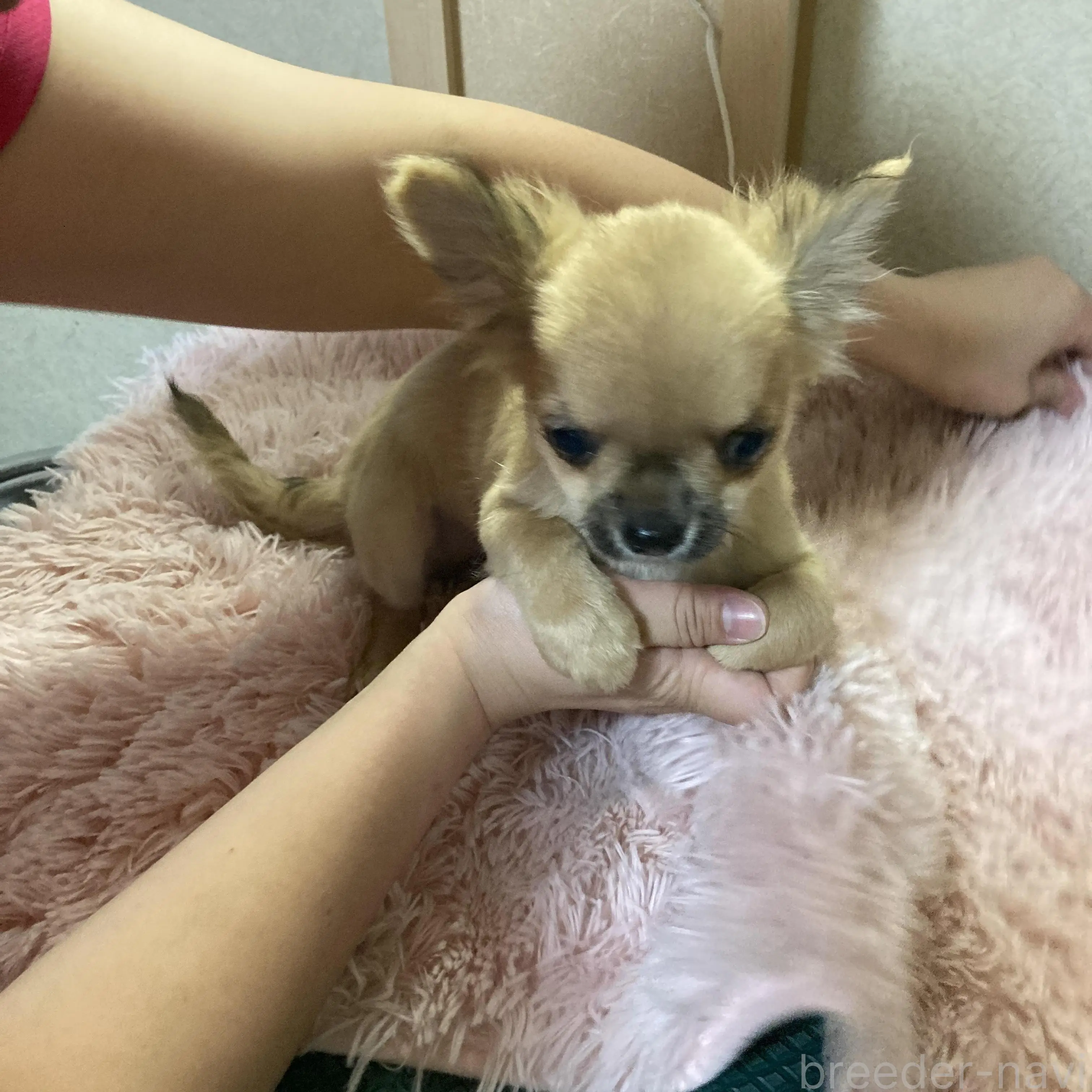 販売中の千葉県のチワワ(ロングコート)-398787の33枚目