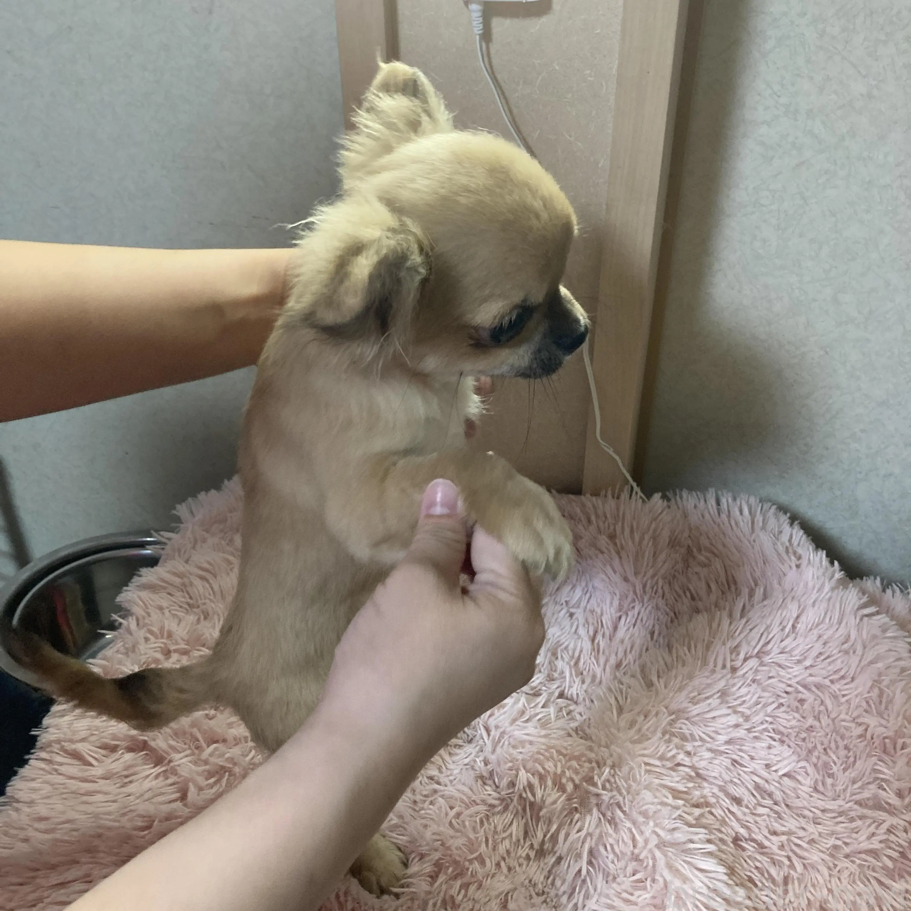 販売中の千葉県のチワワ(ロングコート)-398787の30枚目