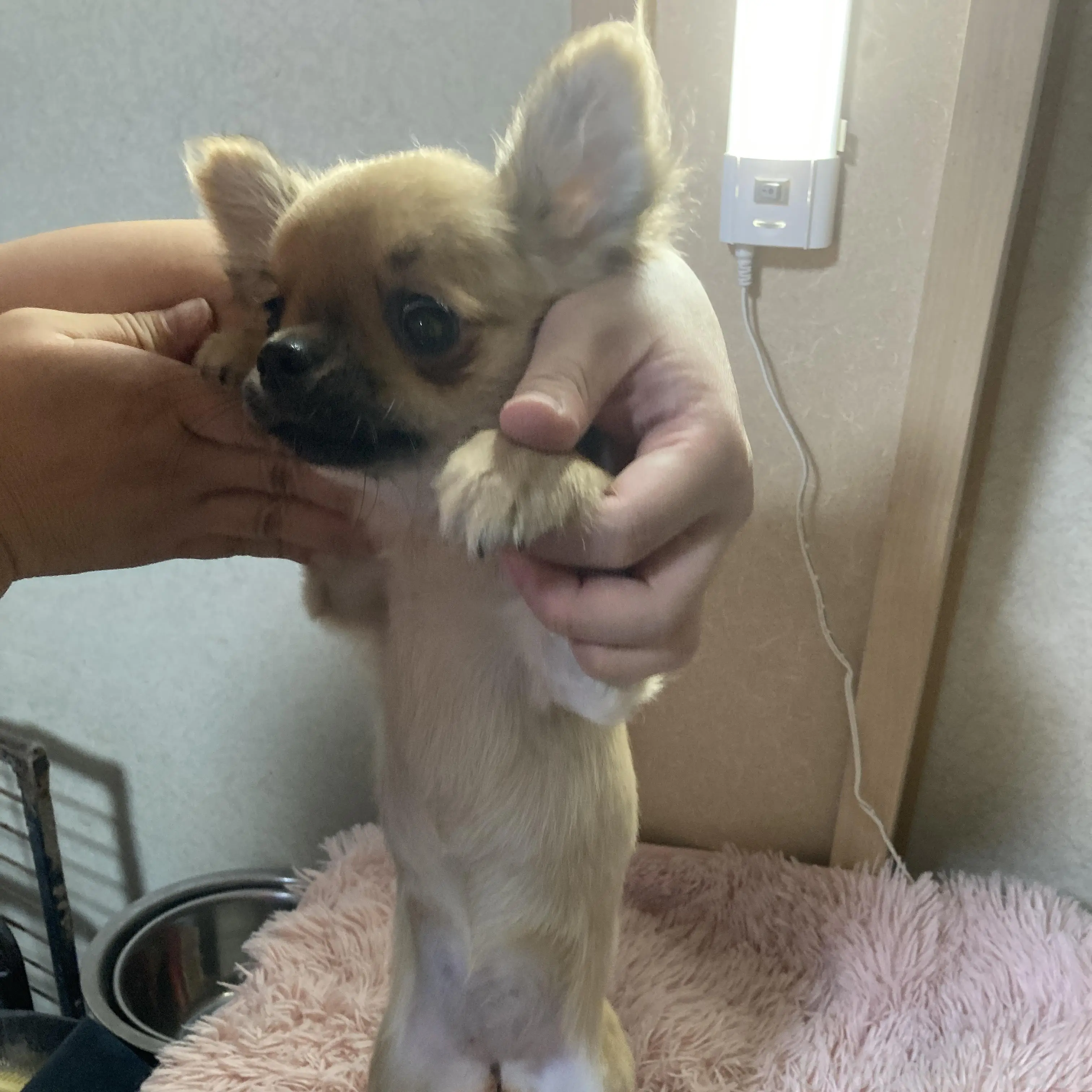 販売中の千葉県のチワワ(ロングコート)-398787の11枚目