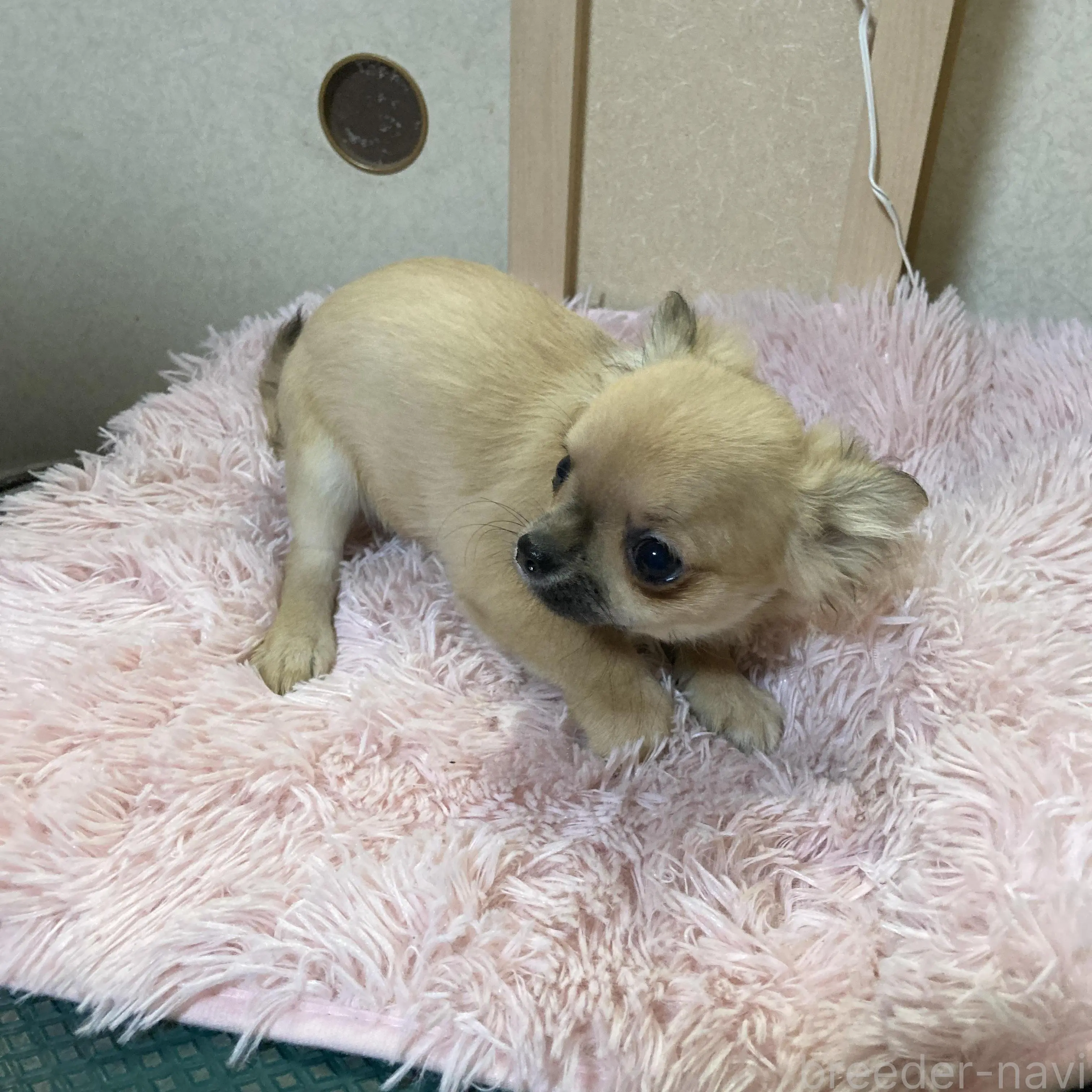 販売中の千葉県のチワワ(ロングコート)-398787の9枚目