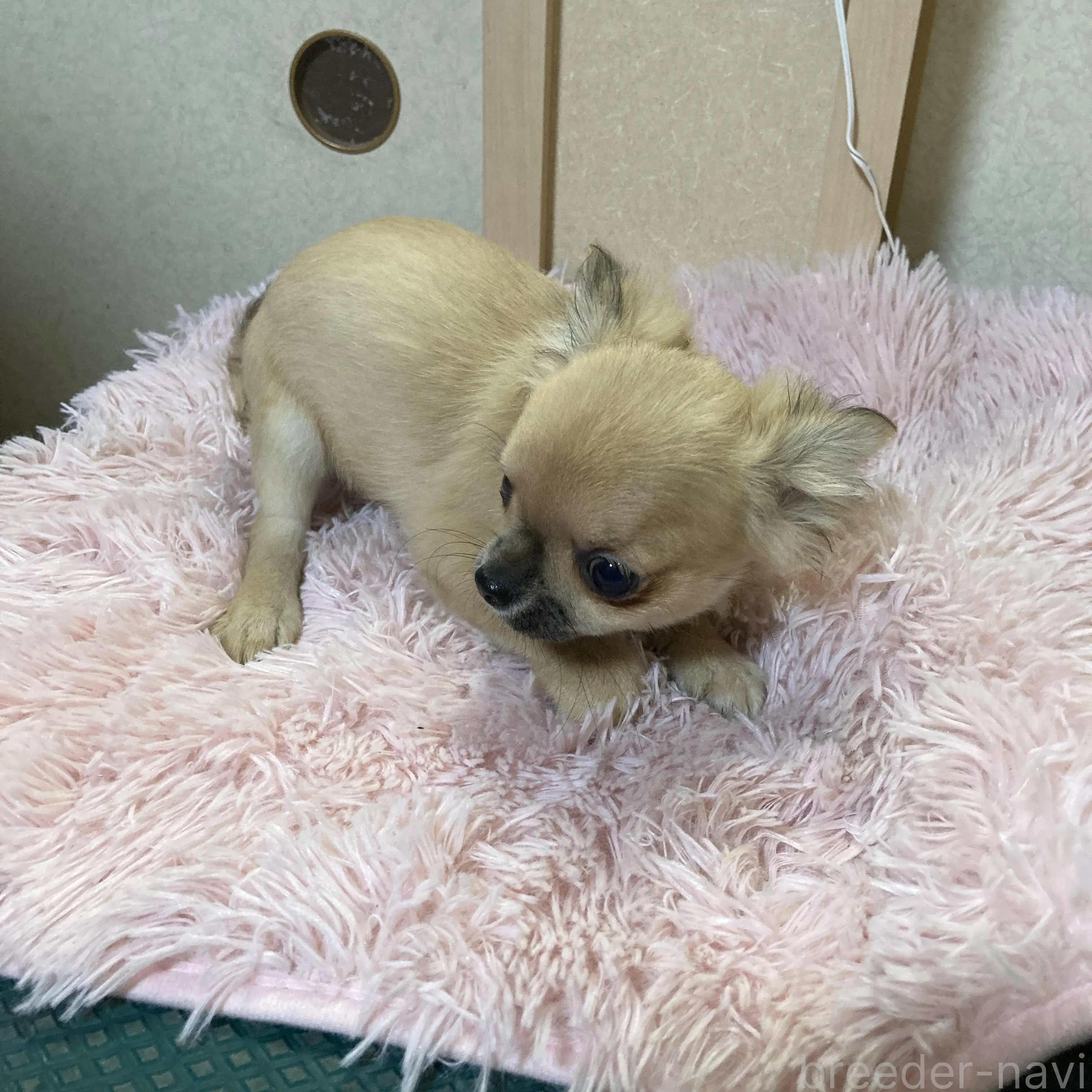 販売中の千葉県のチワワ(ロングコート)-398787の8枚目
