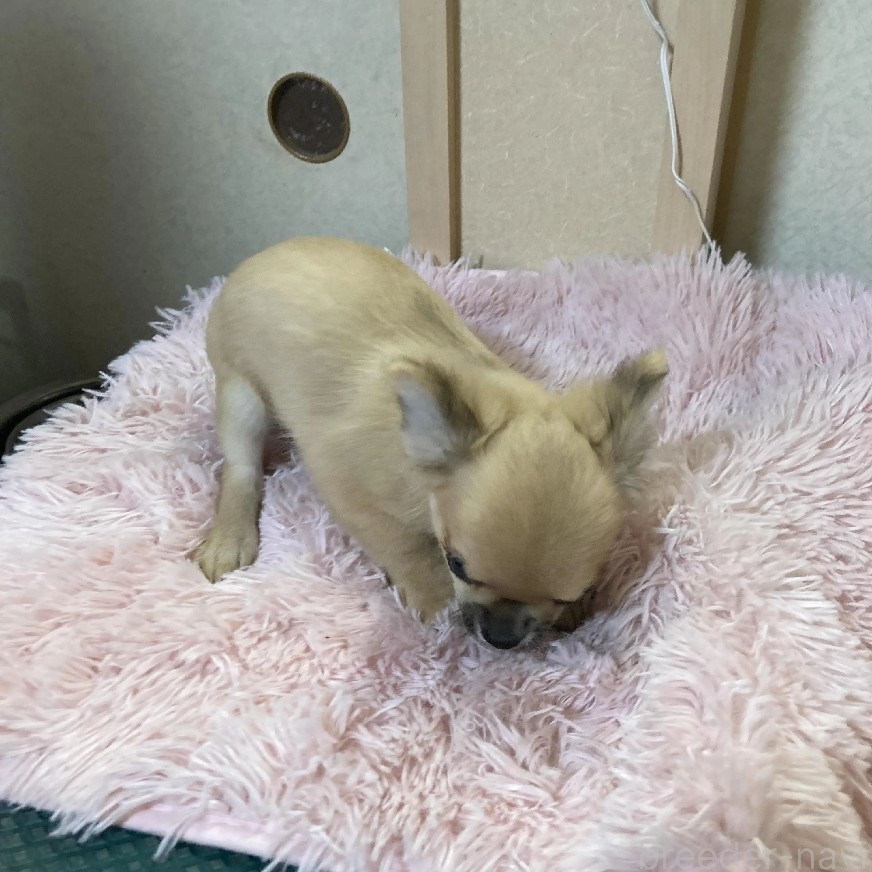 販売中の千葉県のチワワ(ロングコート)-398787の5枚目