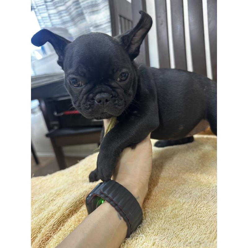 販売中の千葉県のフレンチブルドッグ-398810の5枚目