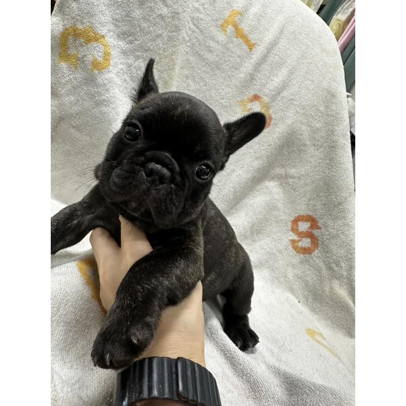 販売中の千葉県のフレンチブルドッグ-398814の4枚目