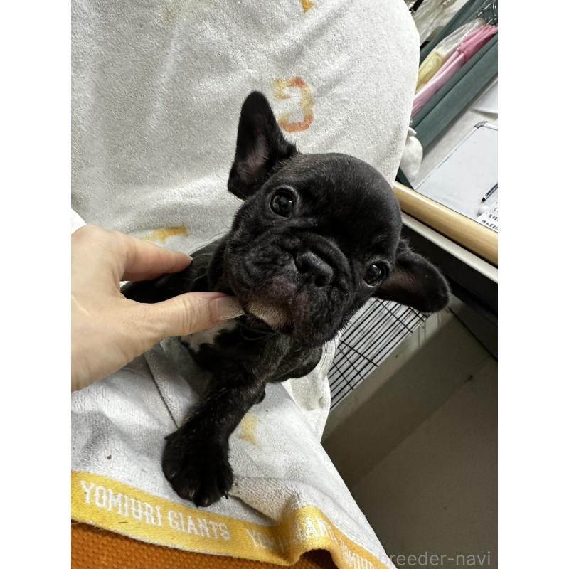 販売中の千葉県のフレンチブルドッグ-398816の4枚目