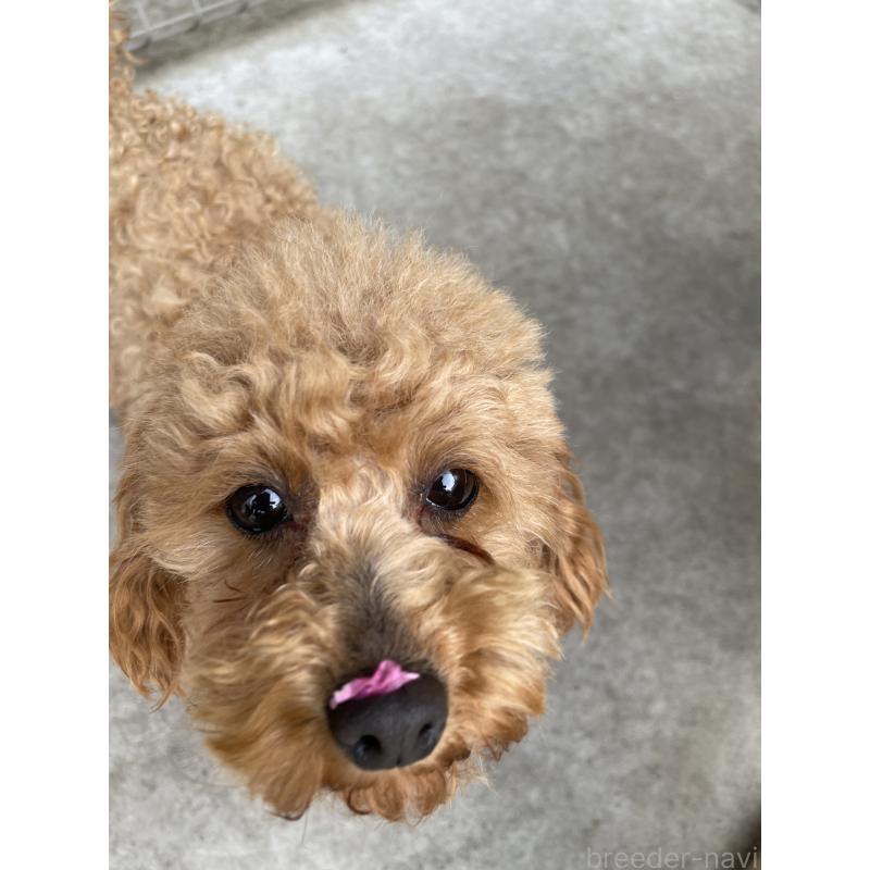 ラムちゃん1枚目