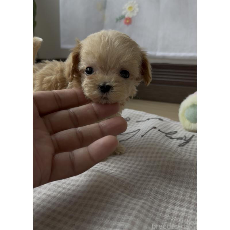 販売中の福岡県のマルプー:マルチーズ×トイプードル-398832の7枚目