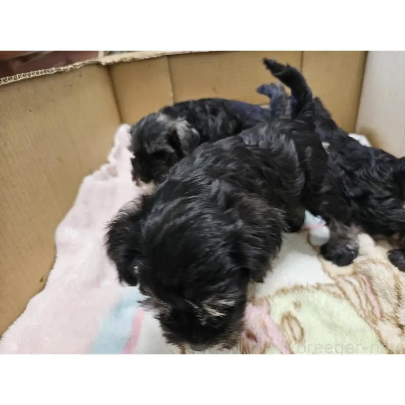 販売中の愛知県のミニチュアシュナウザー-398834の6枚目