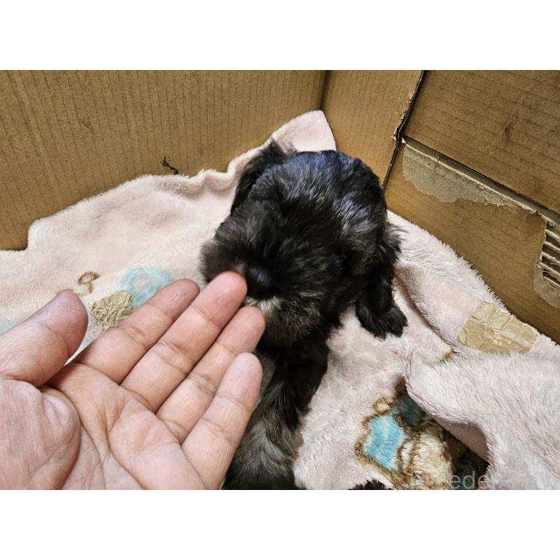 販売中の愛知県のミニチュアシュナウザー-398835の5枚目