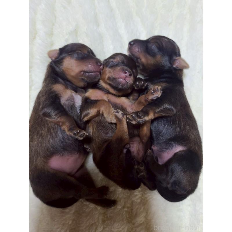 販売中の山形県のミックス犬-398837の2枚目