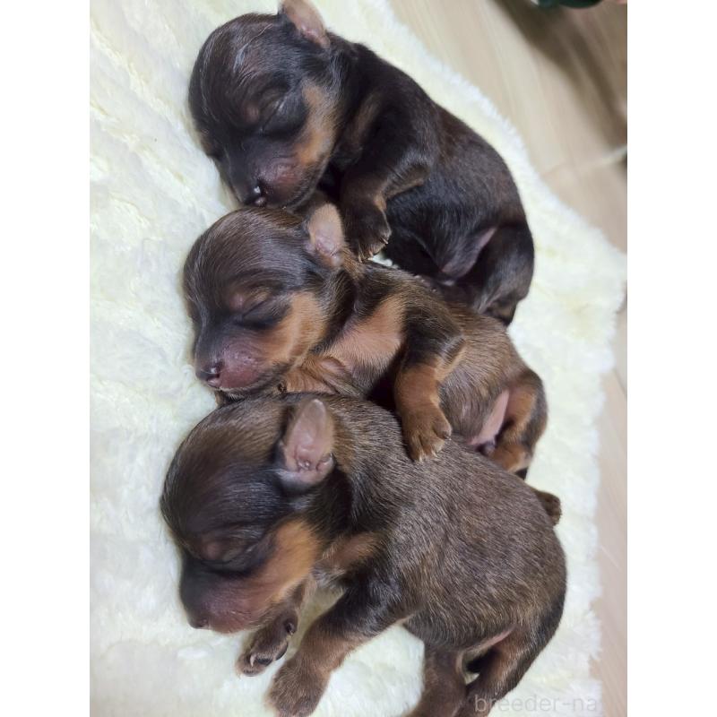 販売中の山形県のミックス犬-398840の3枚目