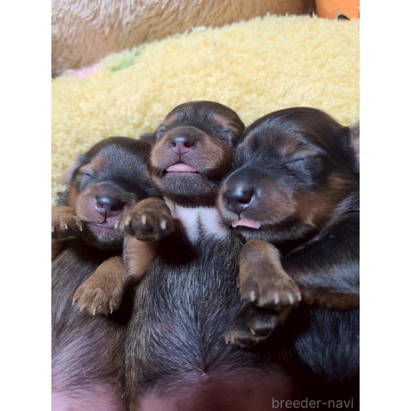 販売中の山形県のミックス犬-398840の2枚目