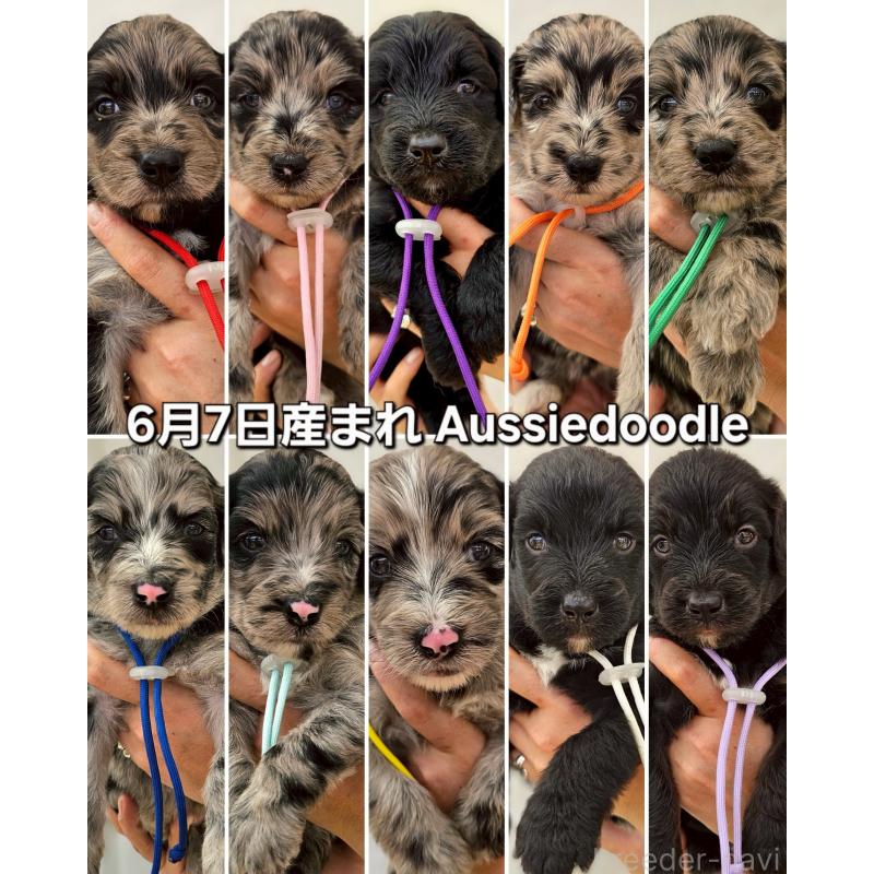 販売中の長野県のミックス犬-395409の5枚目